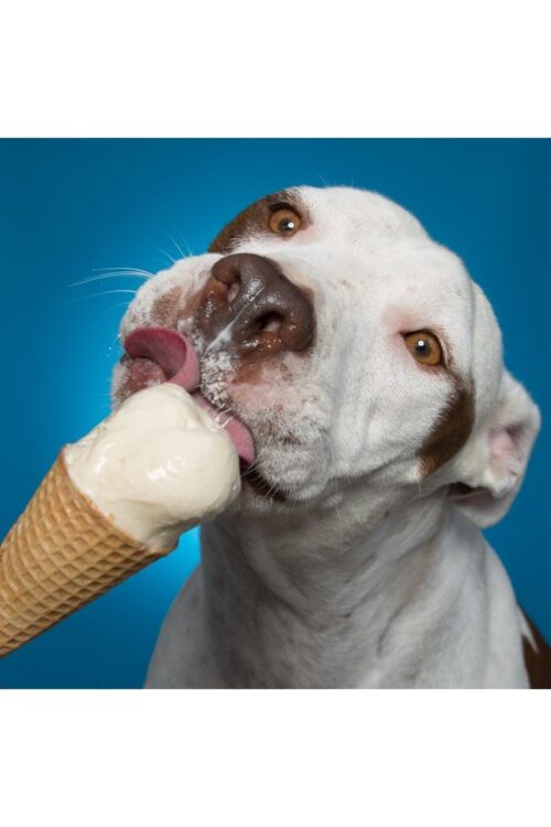 dog eating ice cream cone