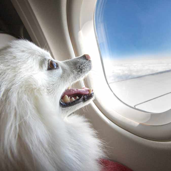 small dog looking out airplane window